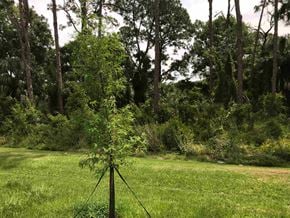 Bradenton house for rent - A young tree stands in a grassy field with a forest in the background.