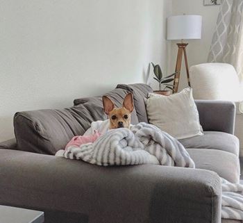 Pet friendly!