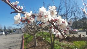 Morgan Hill apartment for rent - A tree branch with white blossoms in the foreground and a person walking in the background.