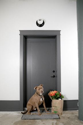 Memphis apartment for rent - A dog sitting in front of a door with a number 307 on the wall above it.