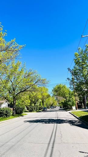 Calgary apartment for rent - an empty street with trees on both sides and a blue sky