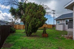Lemon Grove house for rent - A tree in a brown pot sits in a grassy yard.