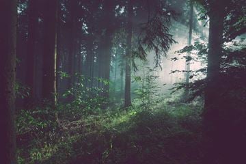 La Monte apartment for rent - a foggy forest with a path through it