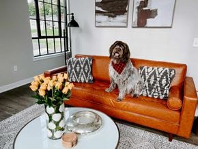 Perkasie apartment for rent - a dog sitting on a couch in a living room