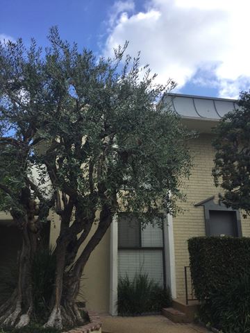 Los Angeles apartment for rent - an olive tree in front of a house