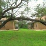 Marble Falls apartment for rent - A tree branch is hanging low over a grassy area.
