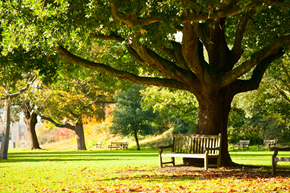 Sault Ste Marie apartment for rent - a bench sitting under a tree in a park