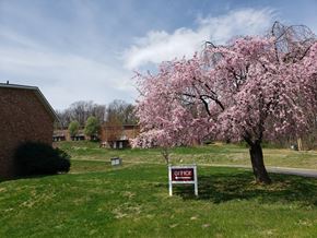 Staunton apartment for rent - a tree with pink blossoms in front of a sign for an office