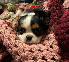 Liberty apartment for rent - a small dog laying on top of a pink blanket