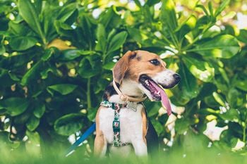 Dog park
