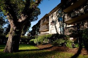 Victoria apartment for rent - A tree is in front of a building.