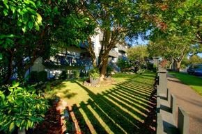 Victoria apartment for rent - A tree in a yard with a building in the background.