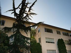 Victoria apartment for rent - A tall pine tree stands in front of a beige building with multiple windows.