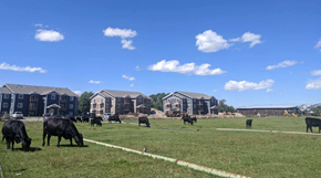 Driggs apartment for rent - cows grazing in a field in front of apartments