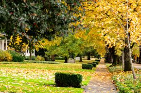 Vancouver apartment for rent - A pathway in a park with yellow leaves on the ground.