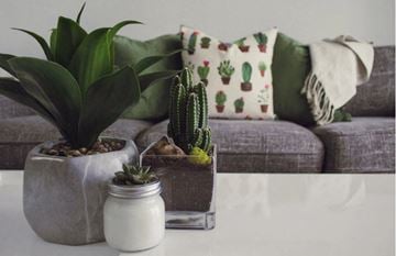 Jerome apartment for rent - a living room with plants and a couch