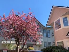 Richmond apartment for rent - a tree with pink flowers in front of an apartment building