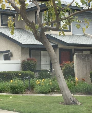 Glendora house for rent - Claraday#13-520
