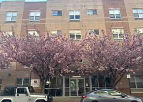 Philadelphia apartment for rent - A tree with pink blossoms is in front of a brick building.