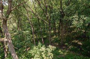 Rochester house for rent - A forest with green leaves and brown trees.