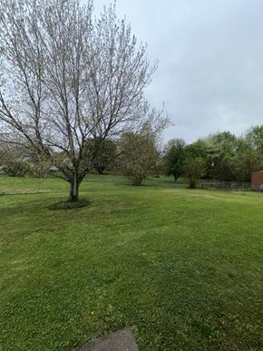 Clarksville house for rent - A leafless tree stands in a grassy field.