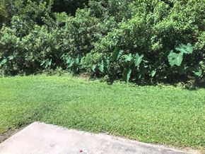 Bradenton house for rent - a field of grass with trees in the background