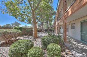 Albuquerque apartment for rent - A tree with green leaves stands in a courtyard with bushes and a building in the background.