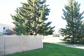 Edmonton apartment for rent - a fence in a yard next to two pine trees