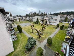Burnaby apartment for rent - A courtyard with a tree in the center and buildings surrounding it.