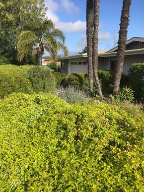 Santa Barbara house for rent - A green bush in front of a house with a palm tree.