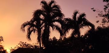 Miami apartment for rent - Two palm trees silhouetted against a sunset sky.