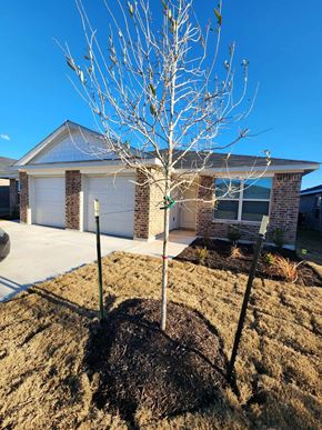 Copperas Cove apartment for rent - A bare tree stands in front of a house.