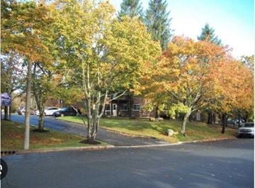 Halifax apartment for rent - A tree with orange leaves is in the foreground of a street.