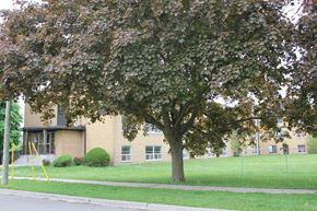 Brantford apartment for rent - A tree with green leaves in front of a building.
