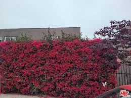 Los Angeles apartment for rent - A wall of red flowers in front of a building.