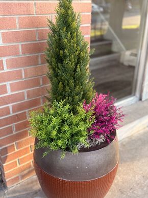 Lakewood apartment for rent - A tree in front of a building with a bench under it.