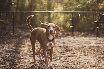 Stone creek at brookhaven apartment homes dog at off leash pet park