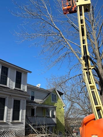 Belfast apartment for rent - A tree being trimmed by a man in a cherry picker.