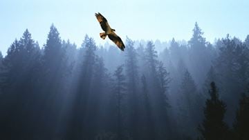 Bend apartment for rent - A bird is flying in the air above a forest.