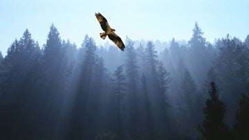 Bend apartment for rent - A bird is flying in a forest with sunbeams shining through the trees.
