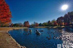Irving house for rent - A lake with ducks swimming in it surrounded by trees.