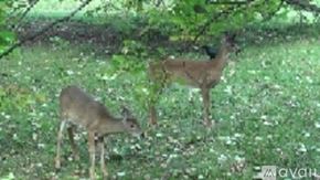 Oviedo apartment for rent - Two deer grazing in a field of flowers.