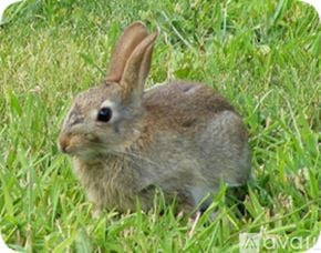 Oviedo apartment for rent - A small brown rabbit with long ears is sitting in the grass.