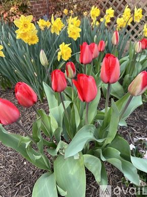 Gordonsville apartment for rent - A garden with red tulips in the foreground and yellow daffodils in the background.