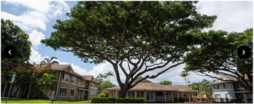 Kapolei apartment for rent - A large tree in front of a house.