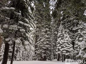 Truckee house for rent - A forest of trees covered in snow.