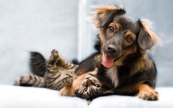 Pet friendly
