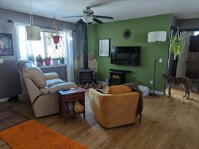 Pagosa Springs house for rent - A dog is standing in a living room with a green wall and a television.