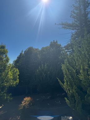 Oakland apartment for rent - The sun is shining through the trees in a backyard.