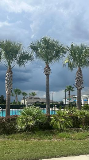 Green Cove Springs house for rent - Three palm trees in front of a pool and a building.